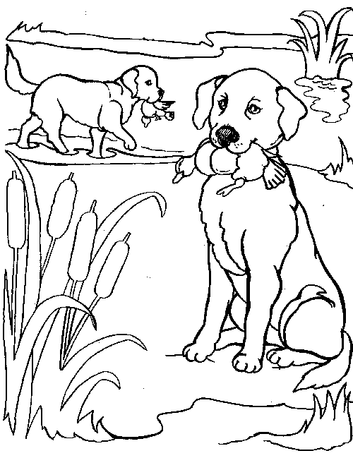 Pets Coloring Pages 5